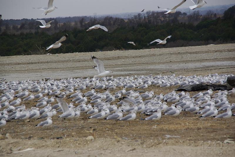 012409 Waco Landfill 014.jpg